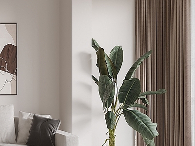 盆栽 现代盆栽 绿植 植物 摆件装饰品 万年青