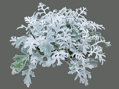 灌木 2D银叶菊 花坛花镜植物 色块植物 常绿灌木