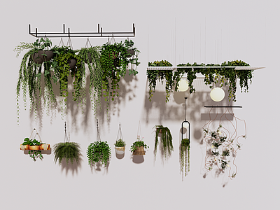 植物组合 垂吊绿植 垂吊植物 吊篮