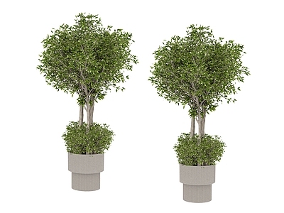 盆栽 植物 盆栽树