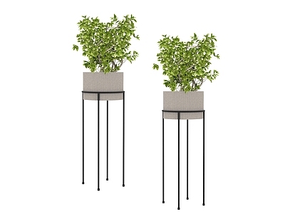 盆栽 植物 盆栽树