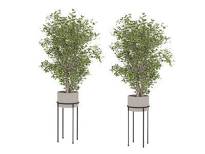 盆栽 植物 盆栽树
