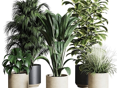 盆栽 芦苇 绿萝 吊钟 天堂鸟