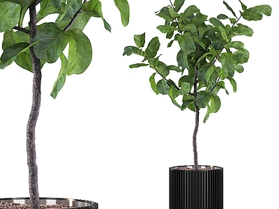 盆栽 绿萝 吊钟 天堂鸟 龙血树