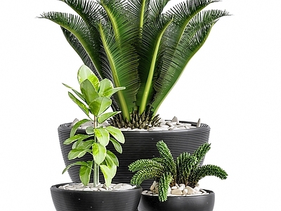现代佛龛 现代植物盆栽