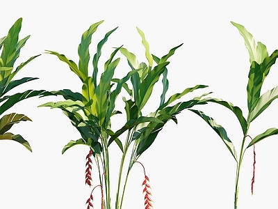 现代佛龛 植物花草花卉金嘴蝎尾蕉