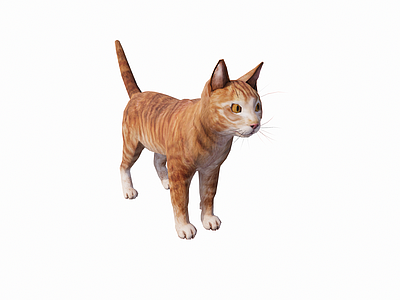 家禽动物 小猫 站立形态