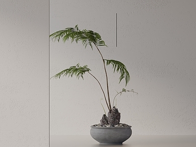 盆栽 现代盆栽