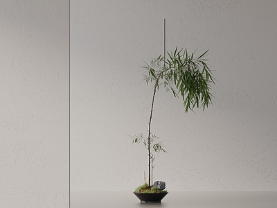 盆栽 现代盆栽