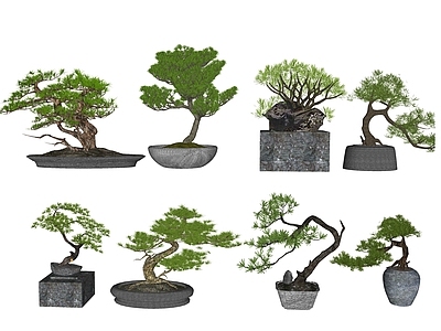盆栽 植物