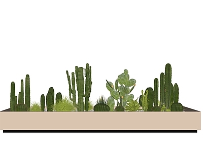 植物组合 仙人掌植物