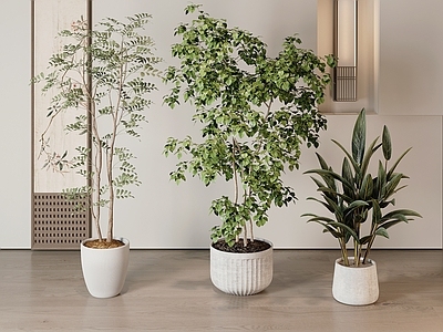 盆栽 绿植 盆栽 吊钟 绿萝 天堂鸟