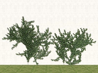 藤蔓 爬藤 爬山虎