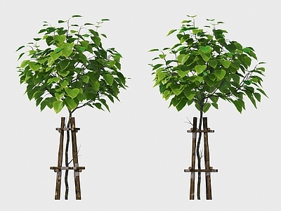乔木 小树 支架树