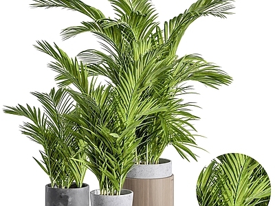 现代佛龛 现代植物盆栽