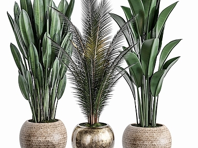现代佛龛 植物盆栽