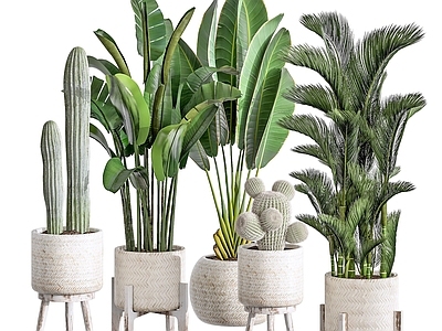 现代佛龛 现代植物盆栽