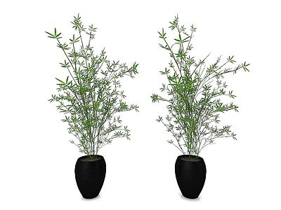现代佛龛 植物
