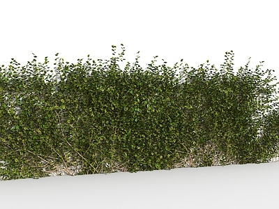 藤蔓 爬墙植物 爬藤墙 爬山虎 常春藤 藤蔓藤条绿植