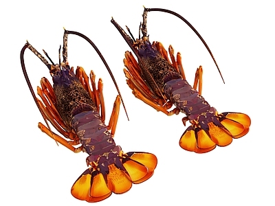 水生动物 龙虾 大虾 海鲜 水产品 澳龙