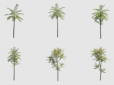 景观树 粘叶豆离荚豆捕蚊