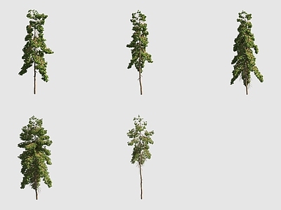 景观树 竹节树红竹行道树