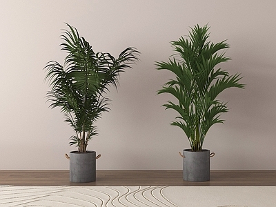 盆栽 绿植盆景 家居植物盆栽