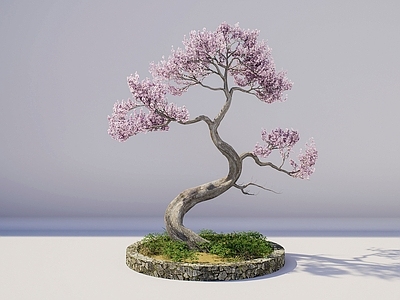 乔木 造型老桩樱花树 景观乔木 景观树