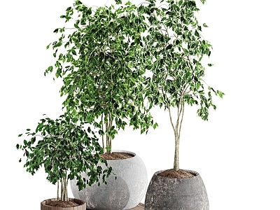 现代佛龛 现代植物盆栽