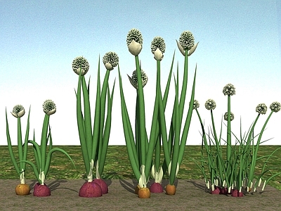 现代佛龛 大葱植物
