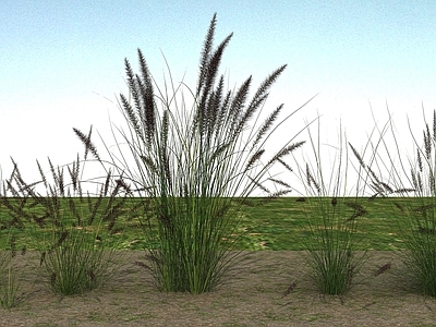 现代佛龛 草本植物