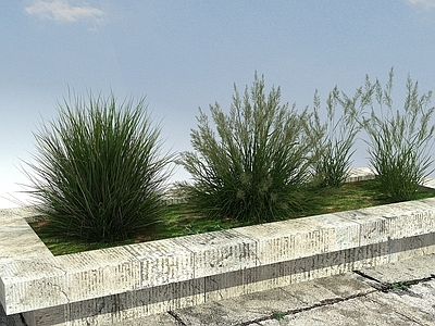 现代佛龛 草本植物