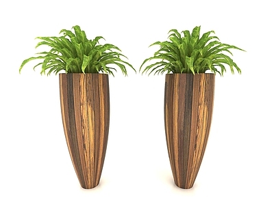 现代佛龛 植物