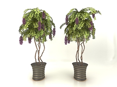 现代佛龛 植物