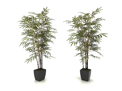 现代佛龛 植物