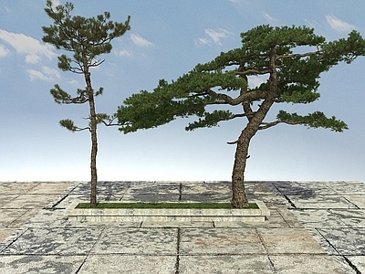 现代办公桌 黑松松树
