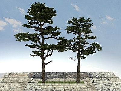 现代办公桌 黑松松树
