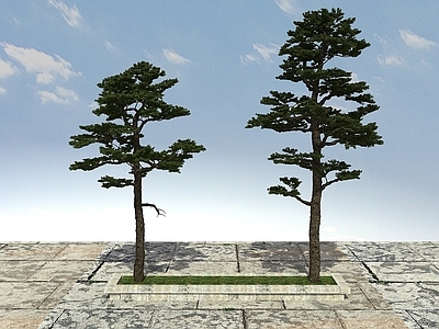 现代办公桌 黑松松树