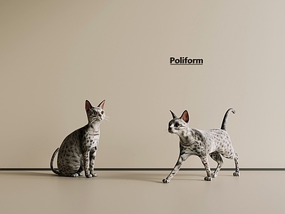 爬行动物 现代宠物猫