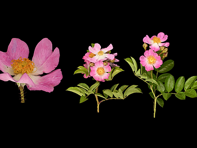 花 蔷薇花朵 植物花朵 花卉 腺须根