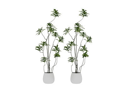 盆栽 植物 盆栽