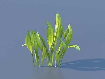 草 水草 蔬菜 菜叶