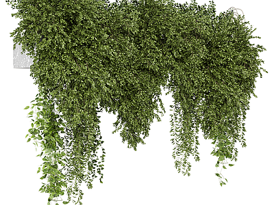 藤蔓 吊篮 悬挂植物