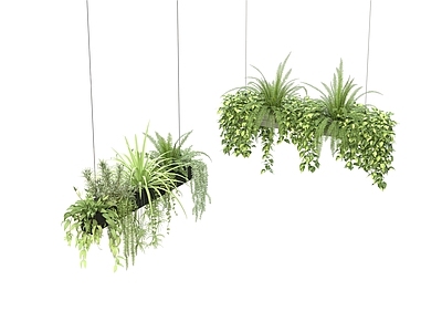 其他绿植 现代吊篮绿植 吊篮组合 花卉植物 悬吊植物 吊盆