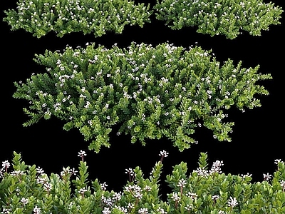 现代佛龛 现代植物