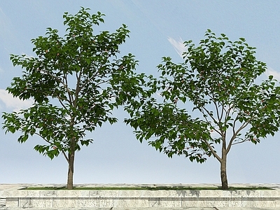 现代办公桌 樱桃树有果