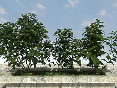现代办公桌 开花植物
