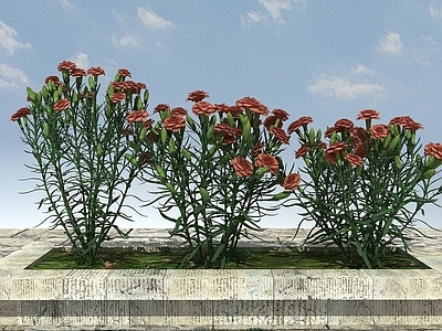 现代办公桌 开花植物