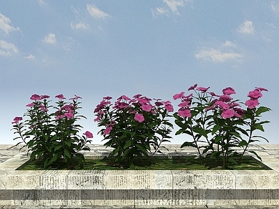 现代办公桌 开花植物