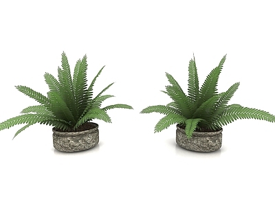 现代佛龛 植物